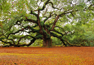 A live oak tree