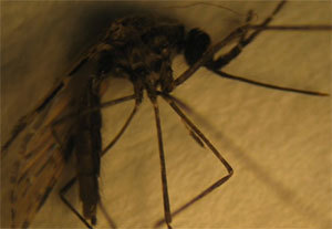 New mosquito